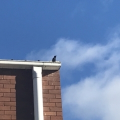 Sturnus vulgaris at Lyneham, ACT - 18 Jun 2021