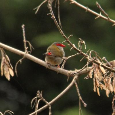 Neochmia temporalis (Red-browed Finch) at Murrumbateman, NSW - 2 Jul 2021 by davobj