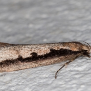 Leptocroca sanguinolenta at Melba, ACT - 22 Jun 2021 10:58 PM