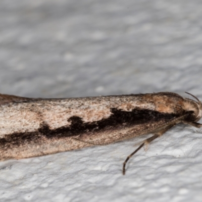 Leptocroca sanguinolenta (A Concealer moth (Barea group) at Melba, ACT - 22 Jun 2021 by kasiaaus