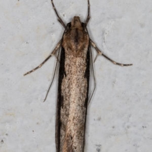 Leptocroca sanguinolenta at Melba, ACT - 22 Jun 2021