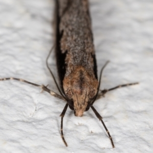 Leptocroca sanguinolenta at Melba, ACT - 22 Jun 2021 10:58 PM