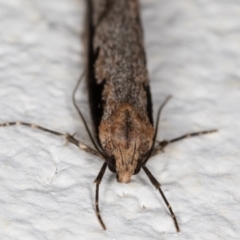 Leptocroca sanguinolenta at Melba, ACT - 22 Jun 2021