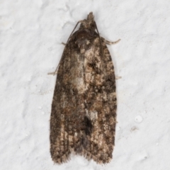 Thrincophora impletana (a Tortrix moth) at Melba, ACT - 23 Jun 2021 by kasiaaus