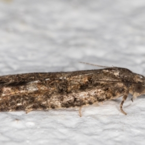 Thrincophora impletana at Melba, ACT - 23 Jun 2021 11:42 PM