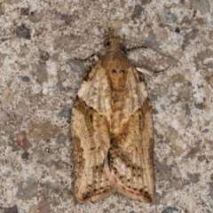 Epiphyas postvittana (Light Brown Apple Moth) at Melba, ACT - 23 Jun 2021 by kasiaaus