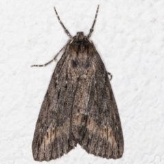 Chlenias banksiaria group (A Geometer moth) at Melba, ACT - 26 Jun 2021 by kasiaaus