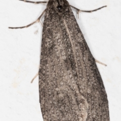 Lepidoscia (genus) ADULT (A Case moth) at Melba, ACT - 27 Jun 2021 by kasiaaus