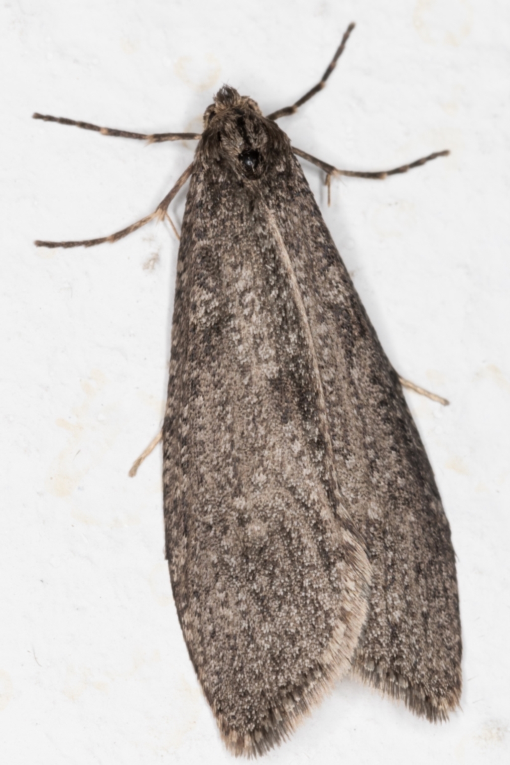 Lepidoscia (genus) at Melba, ACT - 27 Jun 2021
