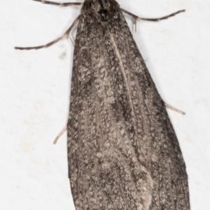 Lepidoscia (genus) ADULT at Melba, ACT - 27 Jun 2021