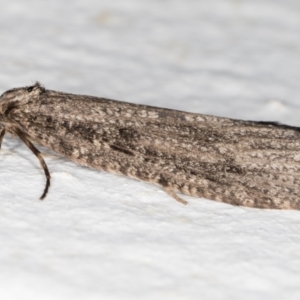 Lepidoscia (genus) ADULT at Melba, ACT - 27 Jun 2021