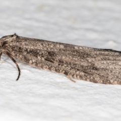 Lepidoscia (genus) at Melba, ACT - 27 Jun 2021