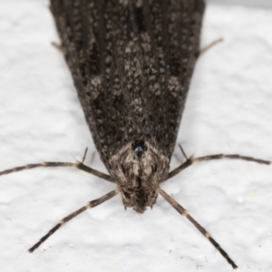 Lepidoscia (genus) ADULT at Melba, ACT - 27 Jun 2021