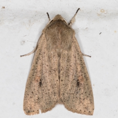 Mythimna (Pseudaletia) convecta (Common Armyworm) at Melba, ACT - 28 Jun 2021 by kasiaaus