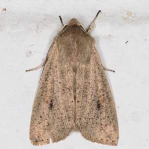 Mythimna (Pseudaletia) convecta at Melba, ACT - 28 Jun 2021