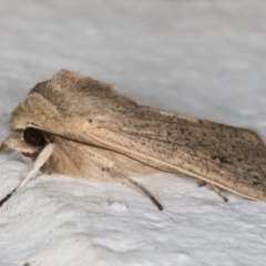 Mythimna (Pseudaletia) convecta at Melba, ACT - 28 Jun 2021