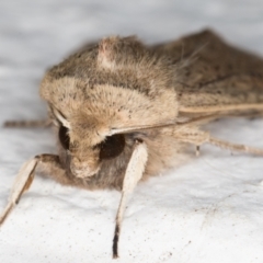 Mythimna (Pseudaletia) convecta at Melba, ACT - 28 Jun 2021