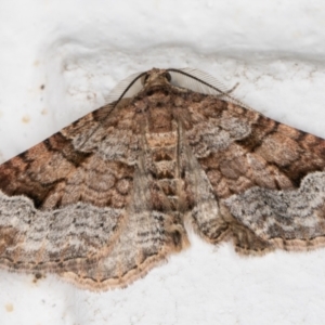 Epyaxa sodaliata at Melba, ACT - 28 Jun 2021 09:59 PM