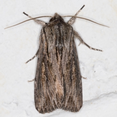 Persectania ewingii (Southern Armyworm) at Melba, ACT - 28 Jun 2021 by kasiaaus