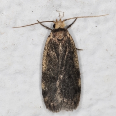 Hoplostega ochroma (a Eulechria Group moth) at Melba, ACT - 29 Jun 2021 by kasiaaus