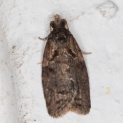 Unidentified Tortricid moth (Tortricidae) (TBC) at Melba, ACT - 29 Jun 2021 by kasiaaus