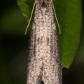 Lepidoscia (genus) at Melba, ACT - 29 Jun 2021