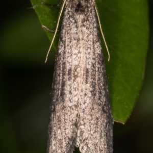 Lepidoscia (genus) ADULT at Melba, ACT - 29 Jun 2021