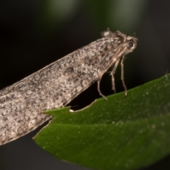 Lepidoscia (genus) ADULT at Melba, ACT - 29 Jun 2021