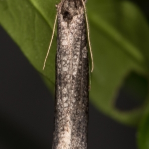 Lepidoscia (genus) ADULT at Melba, ACT - 29 Jun 2021