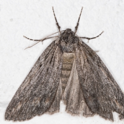 Chlenias banksiaria group (A Geometer moth) at Melba, ACT - 29 Jun 2021 by kasiaaus