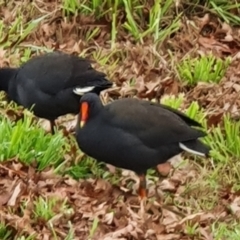 Gallinula tenebrosa (Dusky Moorhen) at Greenway, ACT - 1 Jul 2021 by jmcleod