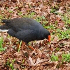 Gallinula tenebrosa at Greenway, ACT - 1 Jul 2021 01:23 PM