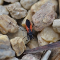 Ectomocoris sp. (genus) (A ground assassin bug) at QPRC LGA - 12 Feb 2021 by natureguy
