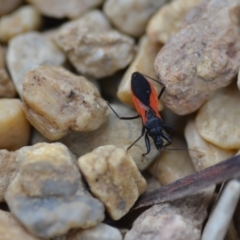 Ectomocoris sp. (genus) at Wamboin, NSW - 12 Feb 2021