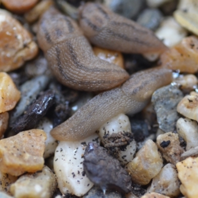 Ambigolimax nyctelia (Striped Field Slug) at Wamboin, NSW - 12 Feb 2021 by natureguy