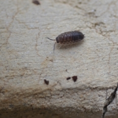 Porcellio scaber (Common slater) at QPRC LGA - 12 Feb 2021 by natureguy