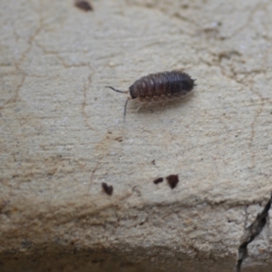 Porcellio scaber at Wamboin, NSW - 12 Feb 2021