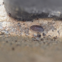 Porcellio scaber at Wamboin, NSW - 12 Feb 2021 07:19 PM