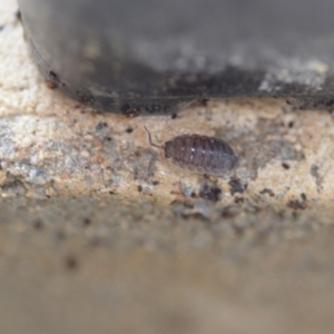 Porcellio scaber at Wamboin, NSW - 12 Feb 2021