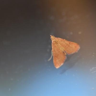 Endotricha pyrosalis (A Pyralid moth (Endotrichinae) at Wamboin, NSW - 14 Feb 2021 by natureguy
