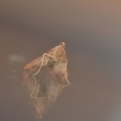 Endotricha pyrosalis at Wamboin, NSW - 14 Feb 2021