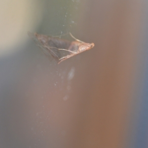 Endotricha pyrosalis at Wamboin, NSW - 14 Feb 2021