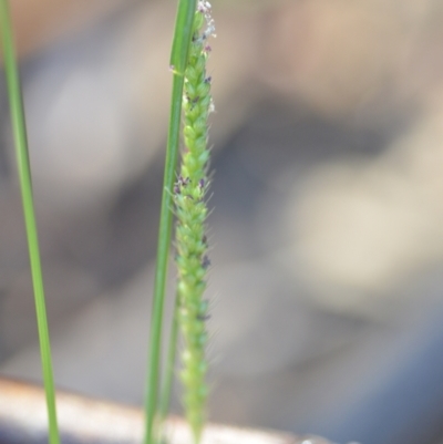 Setaria sp. (Pigeon Grass) at Wamboin, NSW - 14 Feb 2021 by natureguy