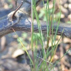 Setaria sp. at Wamboin, NSW - 14 Feb 2021