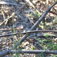 Setaria sp. at Wamboin, NSW - 14 Feb 2021