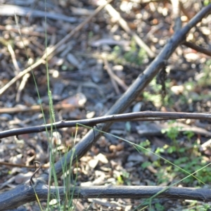 Setaria sp. at Wamboin, NSW - 14 Feb 2021 09:23 PM