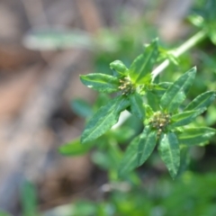 Euchiton sp. at Wamboin, NSW - 14 Feb 2021