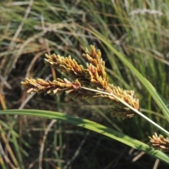 Cyperus exaltatus (Tall Flat-sedge, Giant Sedge) at Isabella Plains, ACT - 4 Apr 2021 by MichaelBedingfield