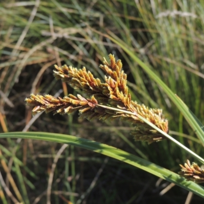 Cyperus exaltatus (Tall Flat-sedge, Giant Sedge) at Isabella Plains, ACT - 4 Apr 2021 by michaelb