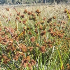 Cyperus exaltatus at Isabella Plains, ACT - 4 Apr 2021